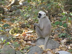 Nepal Gray Langur photo 4