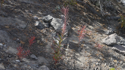 fireweed