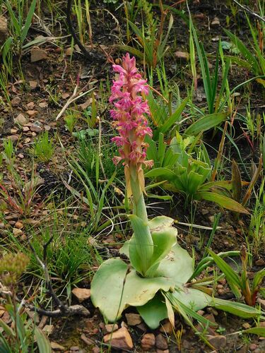 Satyrium erectum
