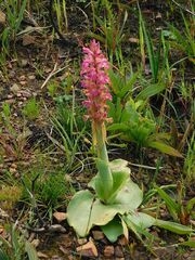 Satyrium erectum