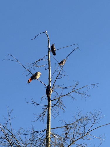 Northern Flicker