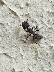 Camponotus grandidieri