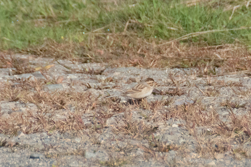 Clay-colored Sparrow