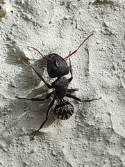 Camponotus grandidieri