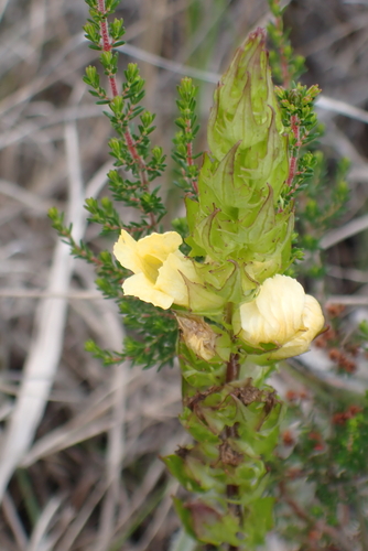 Alectra sessiliflora
