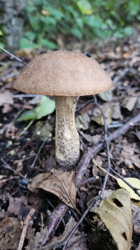 Brown Birch-bolete