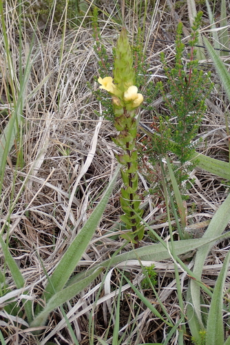 Alectra sessiliflora, photograph 2