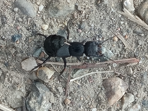 Devil's Coach Horse Beetle