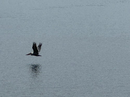 Brown Pelican