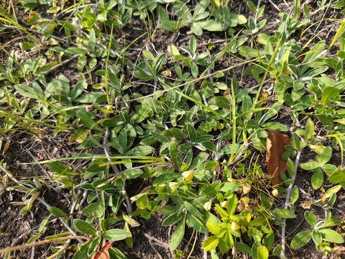 Pilosella officinarum, photograph 6