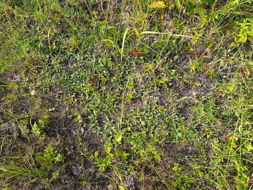 Pilosella officinarum, photograph 4