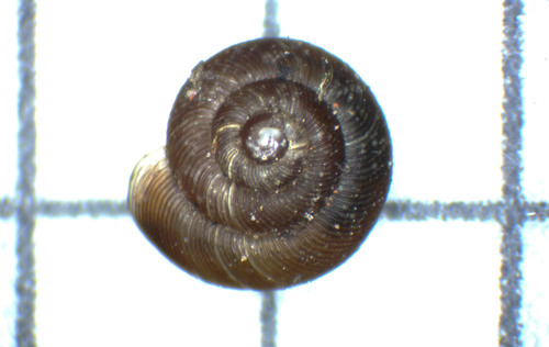 Discus ruderatus