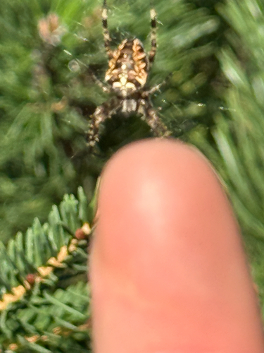 Cross Orbweaver