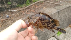 Sebastiscus marmoratus