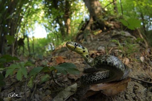 Aesculapian Snake