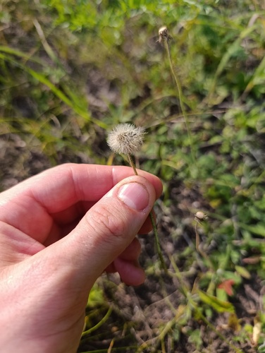 Pilosella officinarum, photograph 5