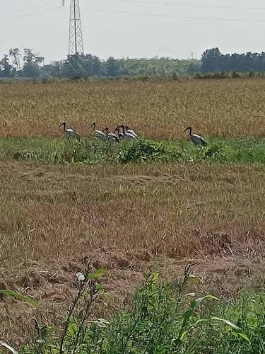 African Sacred Ibis