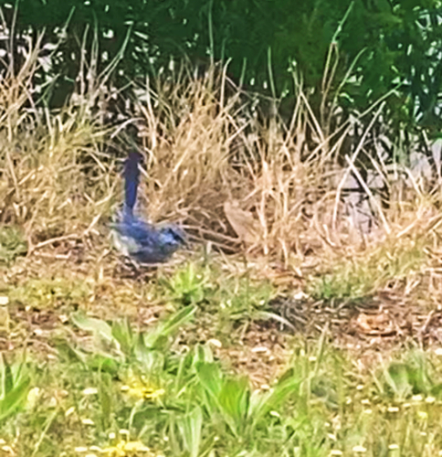 Splendid Fairywren