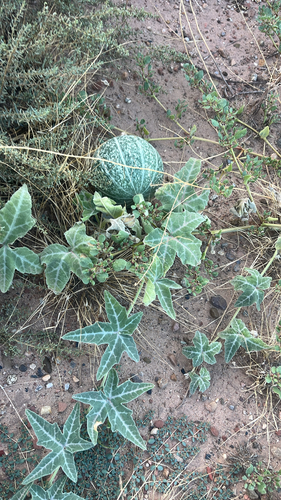 coyote melon