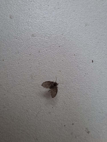 Bathroom Moth Fly