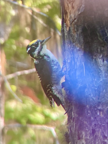 American Three-toed Woodpecker