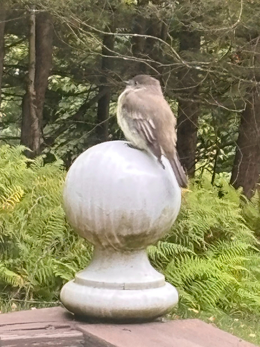 Eastern Phoebe