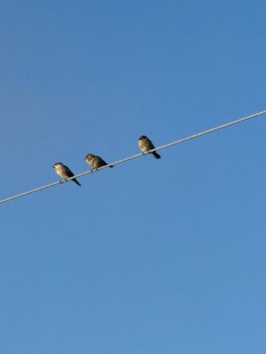 House Sparrow