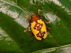 Podontia congregata