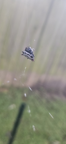Spinybacked Orbweaver