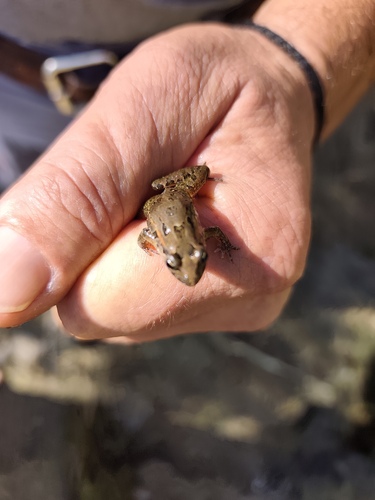 Iberian Painted Frog
