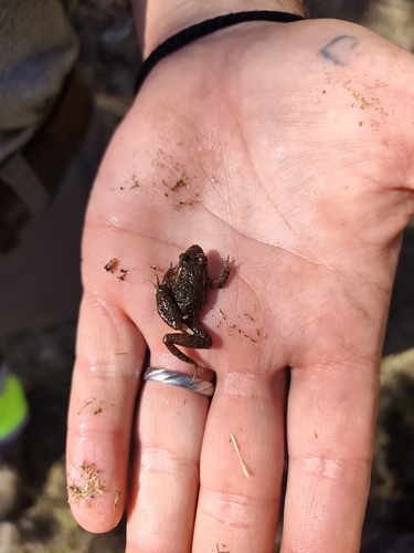 Iberian Painted Frog