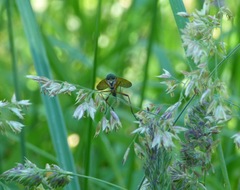 Tabanomorpha