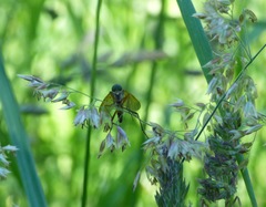 Tabanomorpha