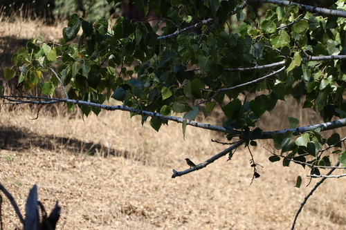 European Pied Flycatcher