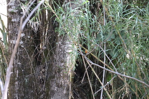 European Robin