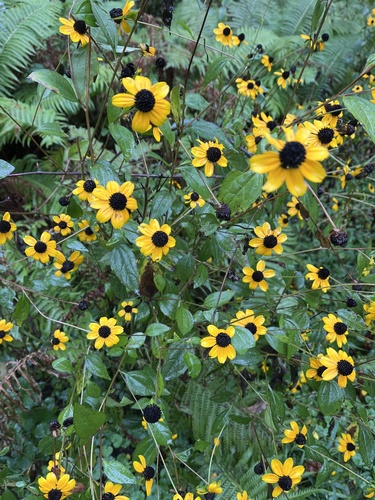 brown-eyed Susan