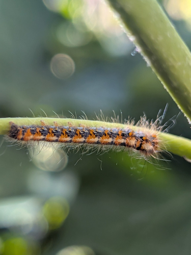 Oak Eggar
