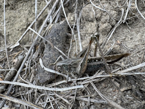 Grey Bush-cricket