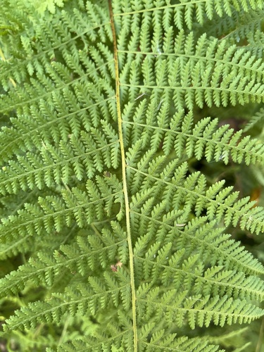 hay-scented fern