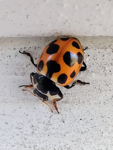Notated Lady Beetle