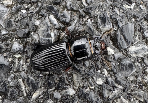 Horned Passalus Beetle