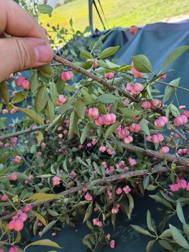 Spindle