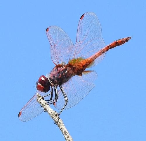 Violet Dropwing