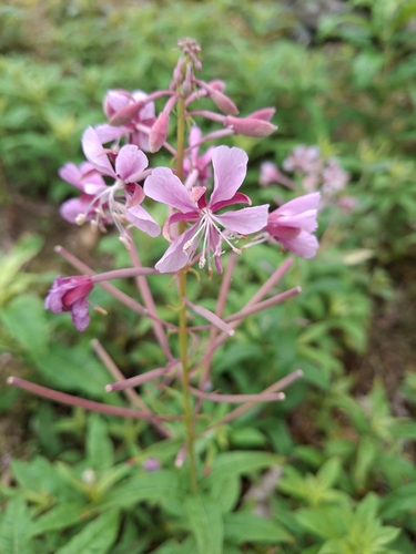 fireweed