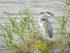 Ardea cinerea