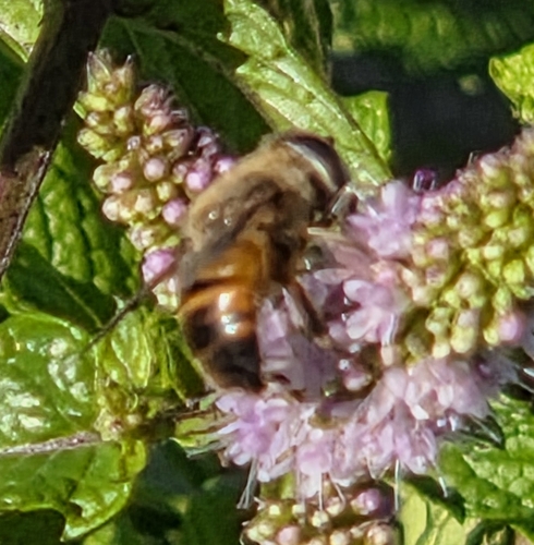 Common Drone Fly