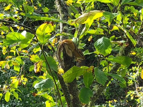 Eastern Chipmunk