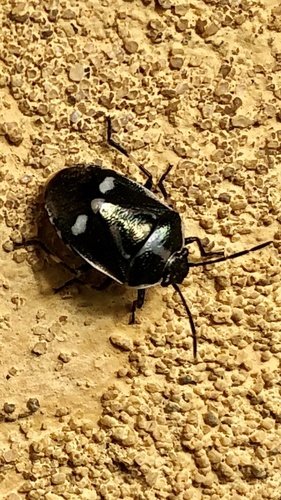 Cabbage Bug