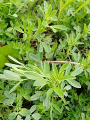 Medicago falcata