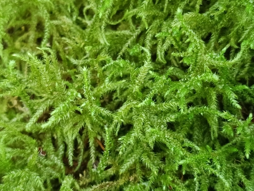 Pterobryopsis observed 2026-09-21